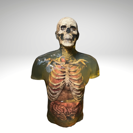 Clear ballistic gel zombie torso with visible skeleton and organs, front view