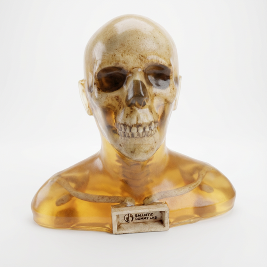 Clear ballistic gel zombie bust with visible skeleton, front view, on a white background