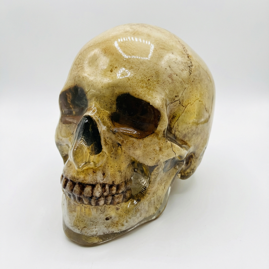 Clear ballistic gel zombie head, front view, on a white background