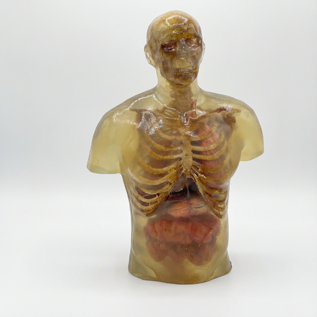 Clear ballistic gel zombie torso with visible skeleton and organs on a white background