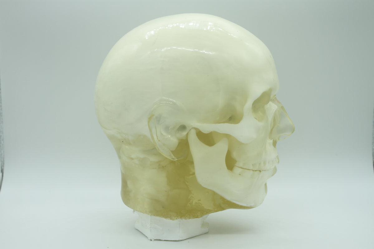 BDL002 anatomical head target, side view