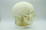 BDL002 Anatomical Head