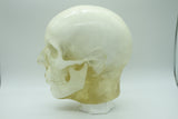 BDL002 Anatomical Head