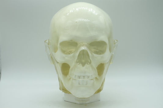 BDL002 anatomical head target, front view