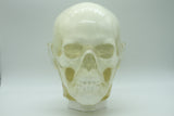 BDL002 Anatomical Head